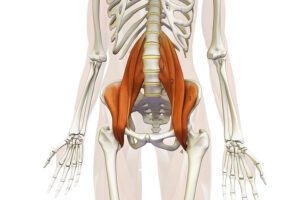psoas e mal di schiena